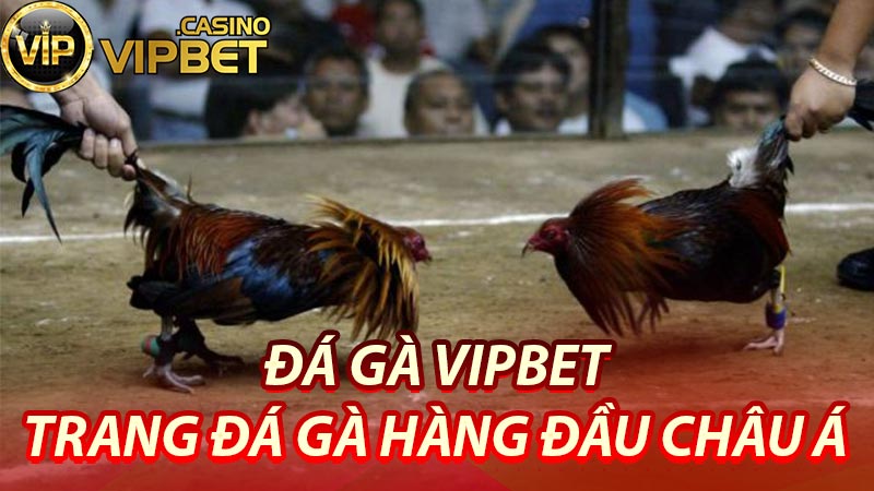 Game đá gà được yêu thích do đâu?