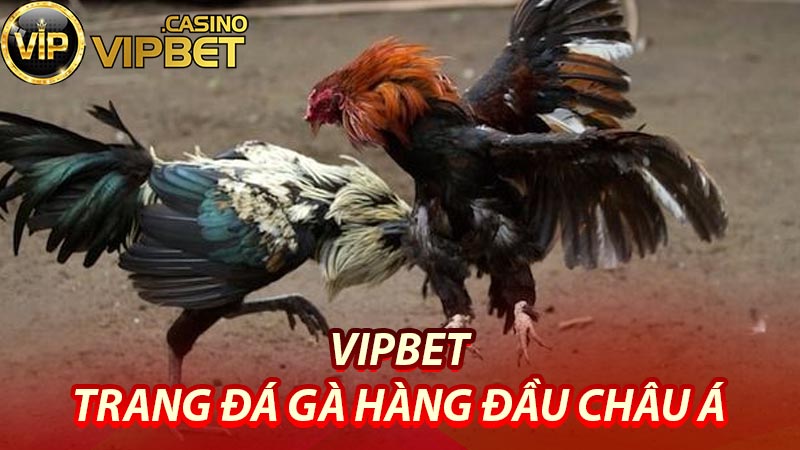 Hình thức đặt cược Đá gà Vipbet chuẩn xác nhất
