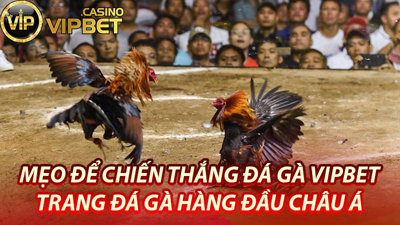 Mẹo để chiến thắng Đá gà Vipbet