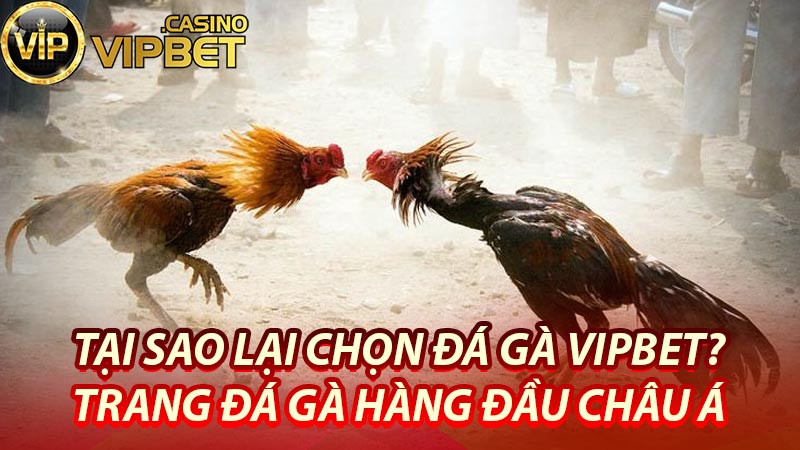 Tại sao lại chọn Đá gà Vipbet?