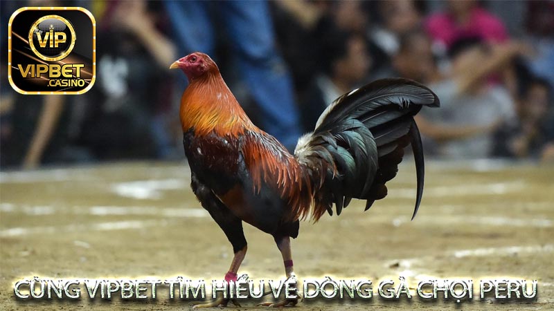 Gà Chọi Peru - Nhà Cái Vipbet Uy Tín Nhất 2023
