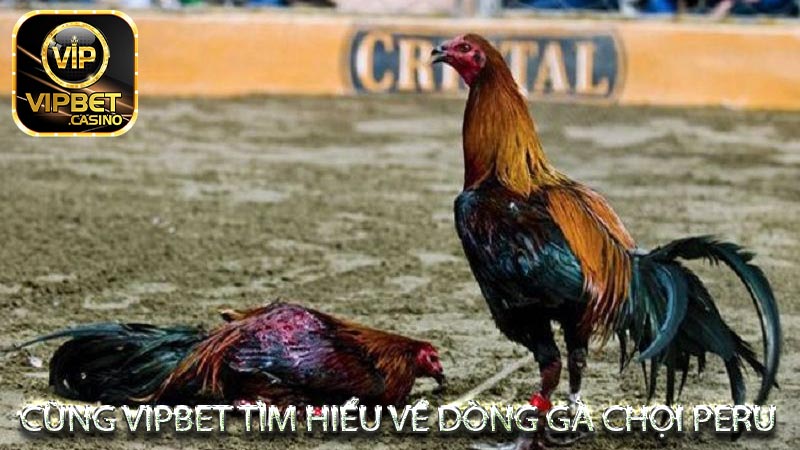 Gà Chọi Peru khái niệm và nguồn gốc hình thành