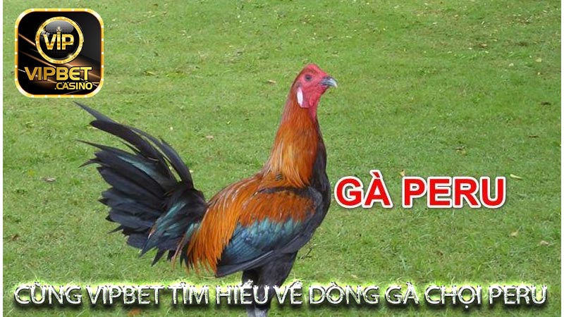 Tổng hợp những giống Gà Chọi Peru phổ biến hiện nay