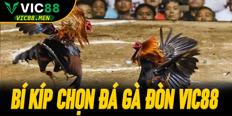 Bí Kíp Chọn Đá Gà Đòn Vic88 Chiến Thắng Liên Tiếp