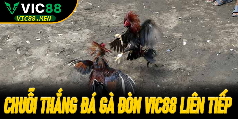 Chuỗi Thắng Đá Gà Đòn Vic88 Liên Tiếp Không Thể Ngờ