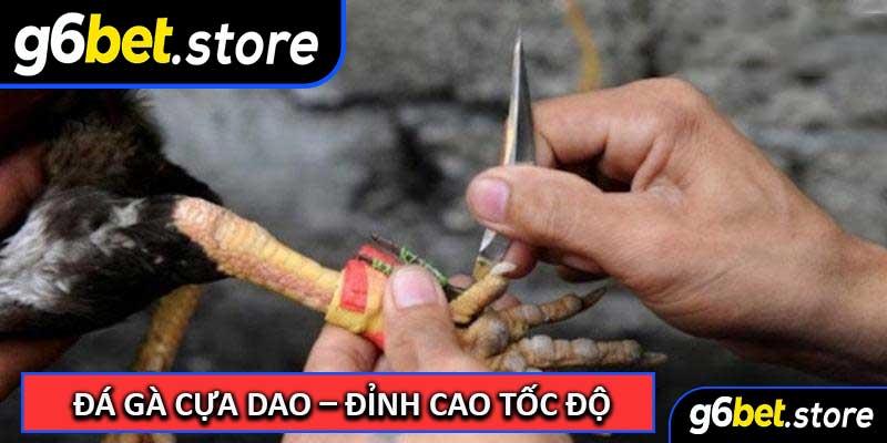 Đá Gà Cựa Dao – Đỉnh Cao Tốc Độ