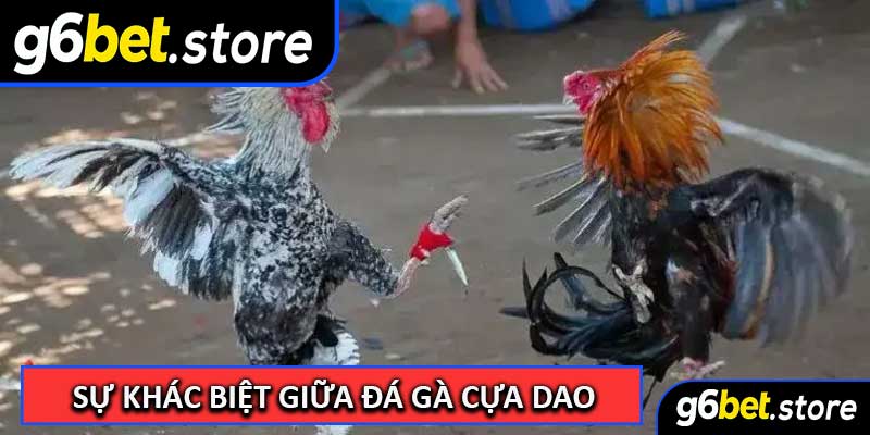 Sự Khác Biệt Giữa Đá Gà Cựa Dao